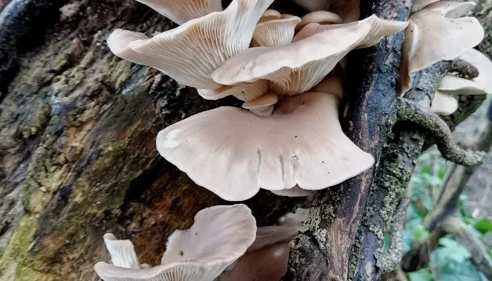 oyster mushroom