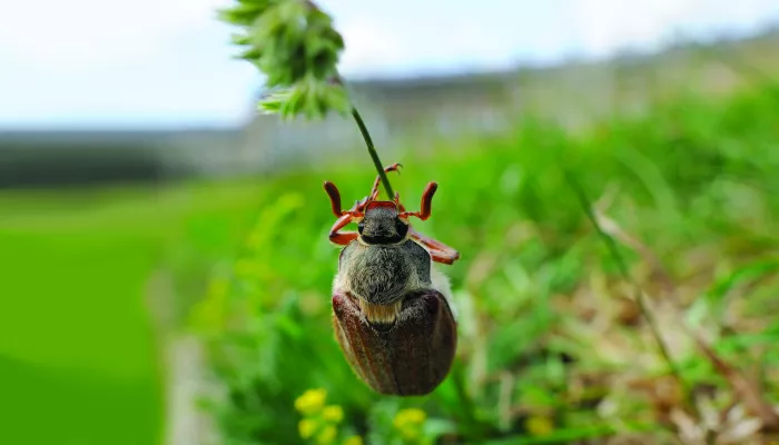 cockchafer climbing up a plant stalk