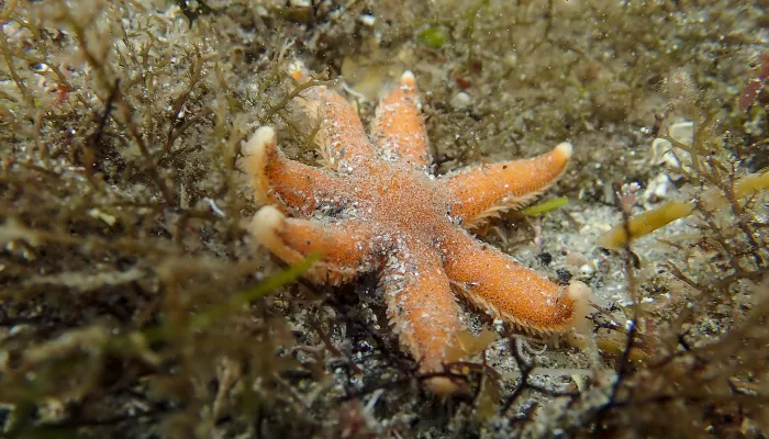 Seven armed starfish