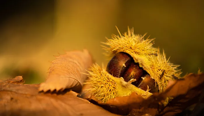 Sweet chestnut