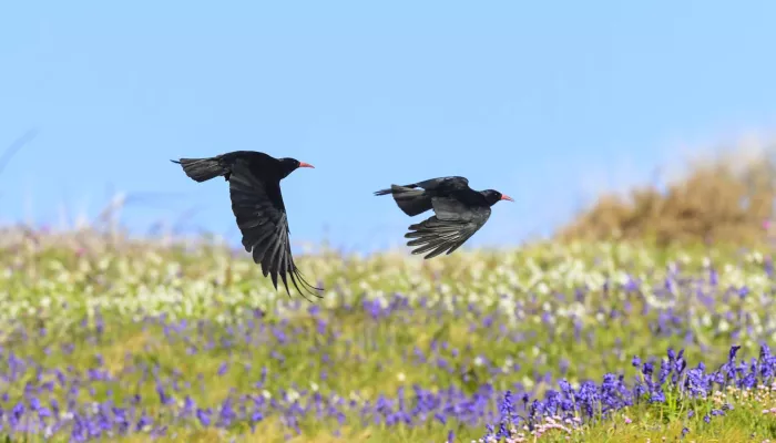 Two flying chough