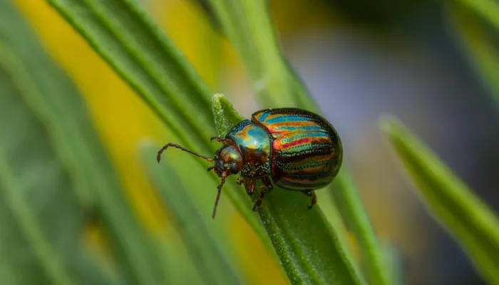 A shiny green and red rosemary beetle