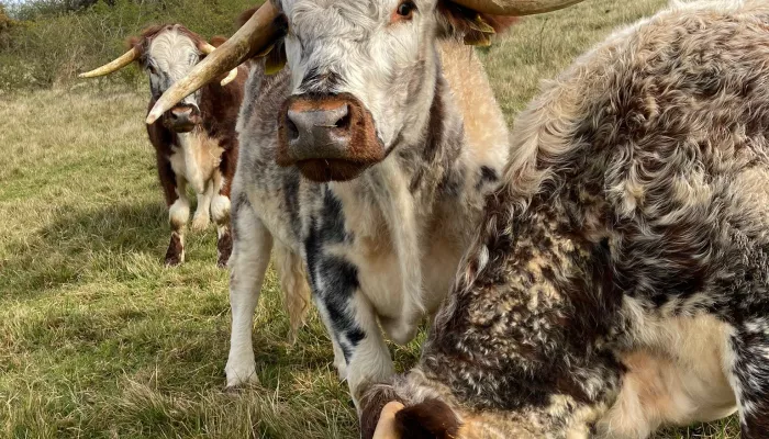 Longhorn cattle