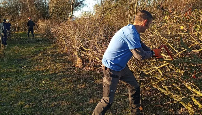 Hedge laying in Dover