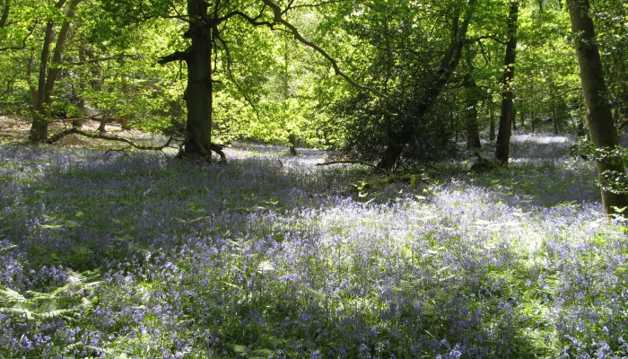 Bluebells at Ashford Warren amongst trees