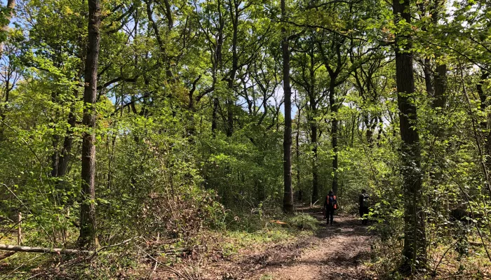 Blean Vegetation. A woodland in the summer's light. Photo taken May 22 by Donovan Wright