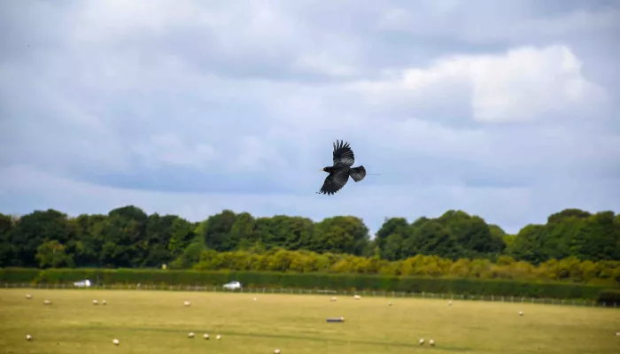 Free flying chough by Tim Horton