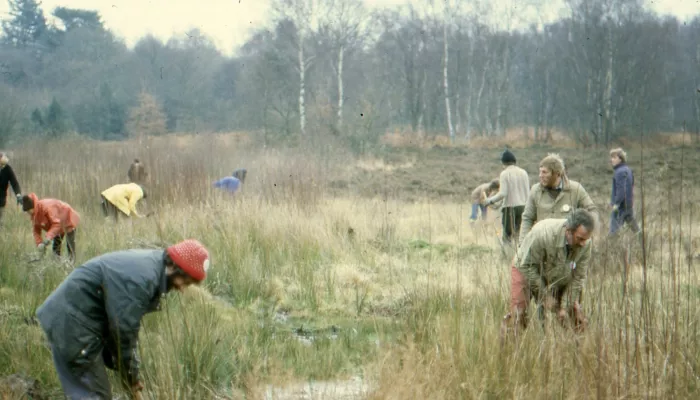 Tree pulling Hothfield Winter 1981