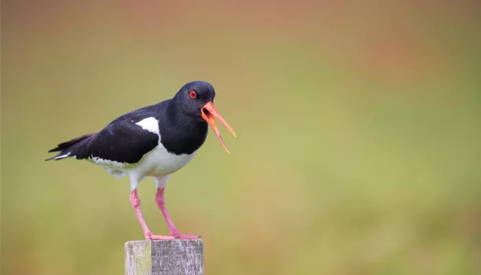 Oyster catcher