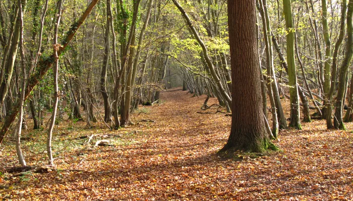 West Blean and Thorndon Woods