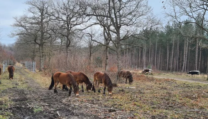 Exmoor ponies 2