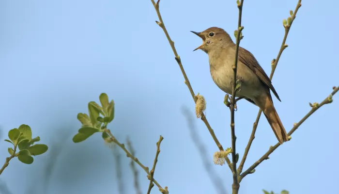 Nightingale © Chris Gomersall/2020VISION