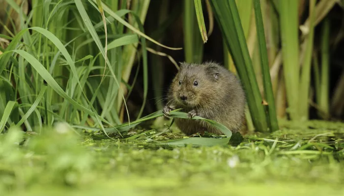 Water vole - Terry Whittaker