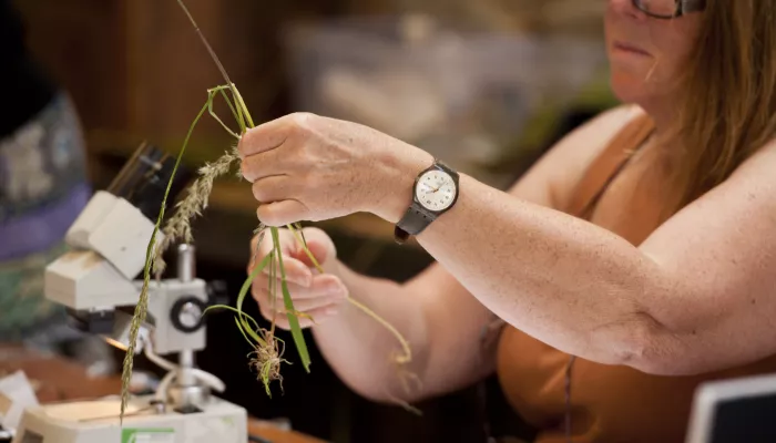 Grass identification study day where woman is holding up grasses and a microscope sits beside her