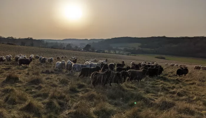 Grazing sheep at Queendown Warren 