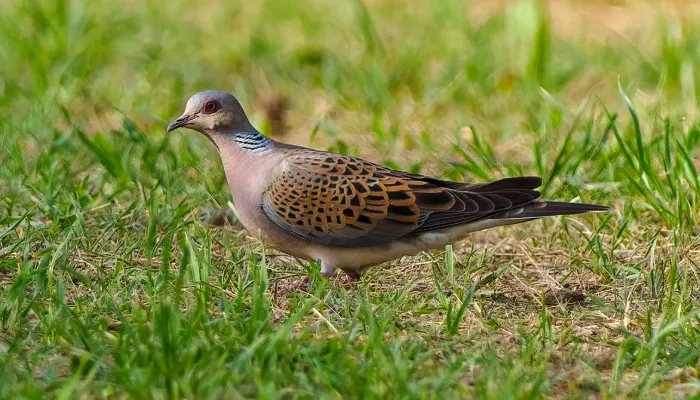 Mill Farm Marden Turtle Dove