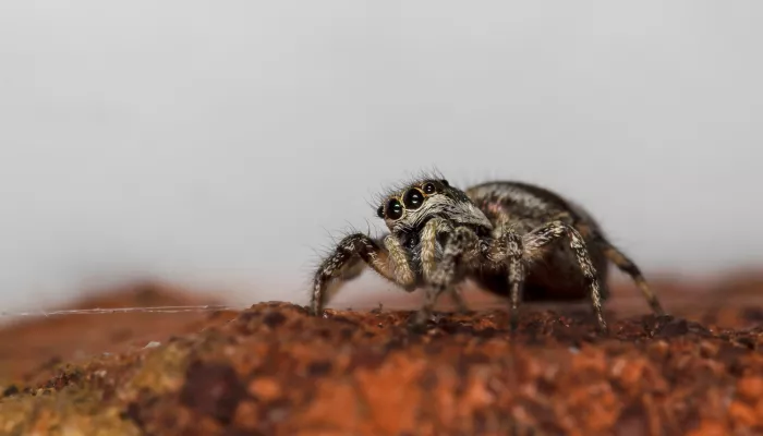 Zebra Spider