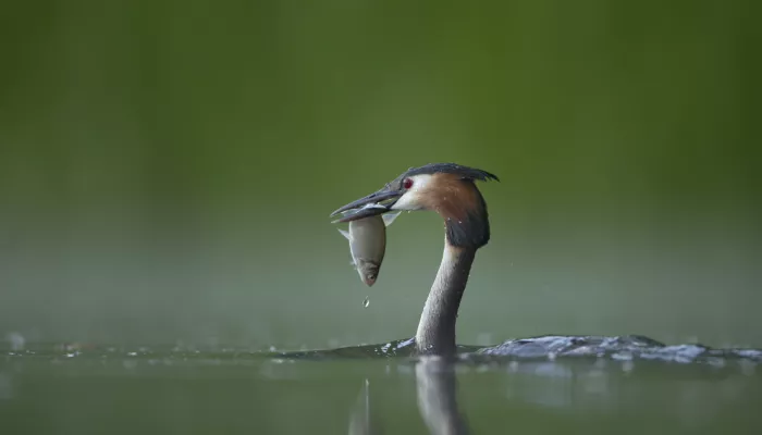 Great crested grebe coming out of the water with a fish in its grasp