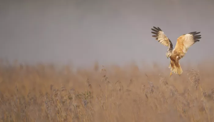 Marsh harrier Circus aeruginosus An adult hunting over misty reedbeds in dawn light.