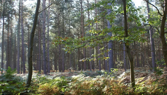 Blean Woods showing lots of thin trees and bracken as the sun shines through