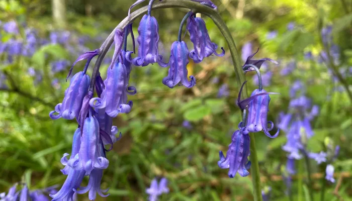 Bluebells - Greensand Commons