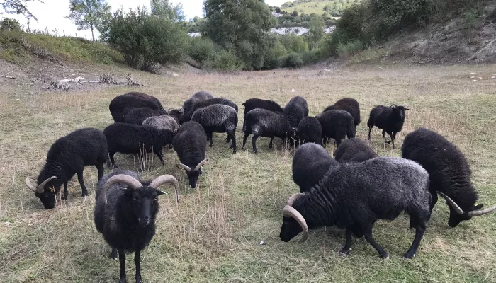 Hebridean sheep herd