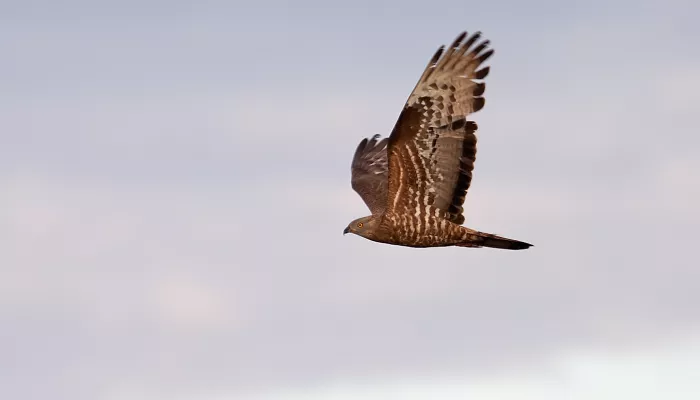 A honey buzzard in mid-flight.