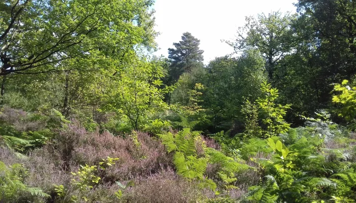 Greensand Common