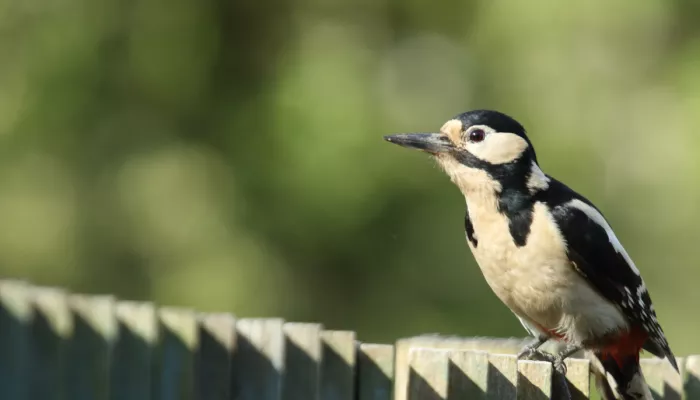 Greater spotted woodpecker sitting on a garden fence