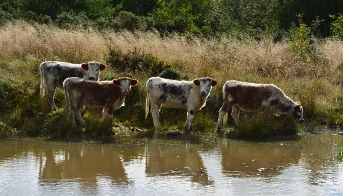 Longhorn cattle by pond