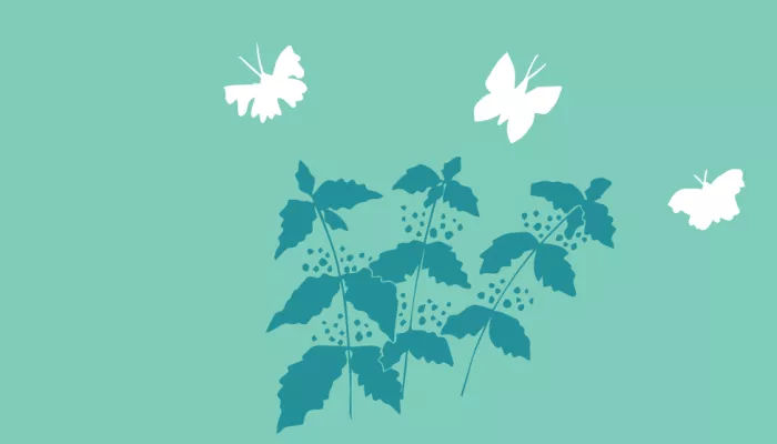 butterfly plants illustration