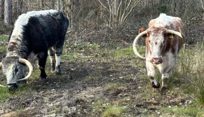 Longhorn cattle