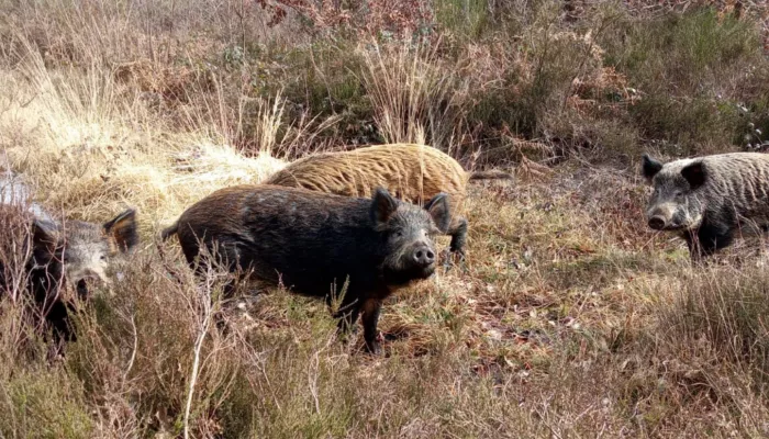 A group of brown iron-age brown pigs among wildflower in West Blean