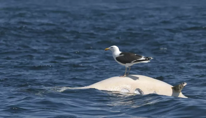 Great black-backed gull (Larus marinus) feeding on corpse of Risso's dolphin (Grampus griseus) near the Cairns of Coll, Scotland. July 2011.