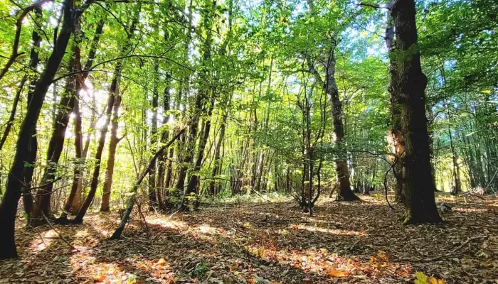 Dappled light in Hunts Wood