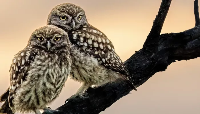 Two little owl brothers sat on a branch at sunset.