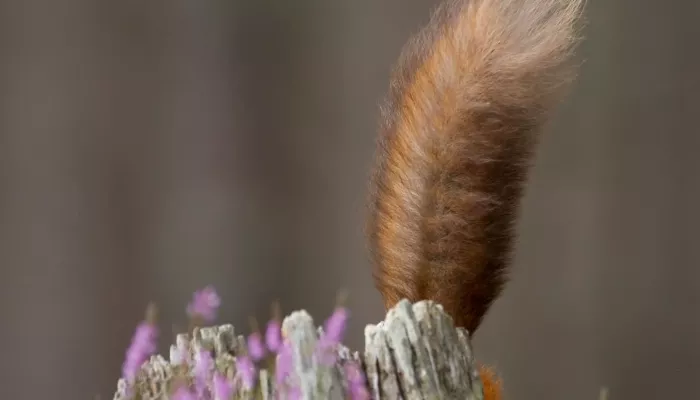 The tail of a red squirrel popping up from behind some dead wood and purple flowers.