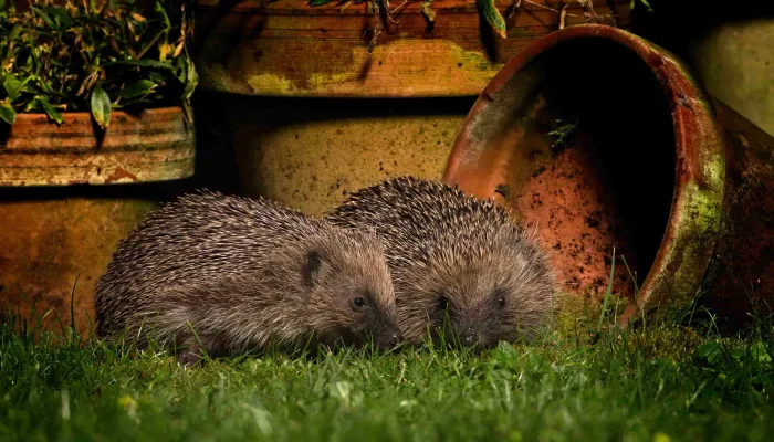 Two hedgehogs sat in the grass next to garden pots