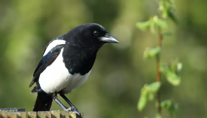 A black and white magpie sat on a wooden post.