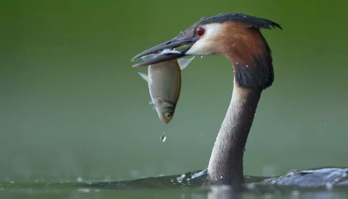 A great crested grebe with a fish in its beak.