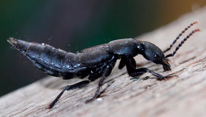 Devil's coach horse beetle on a plan of wood