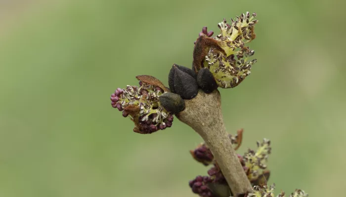 Ash branch with typical black dark buds and flowers on the end