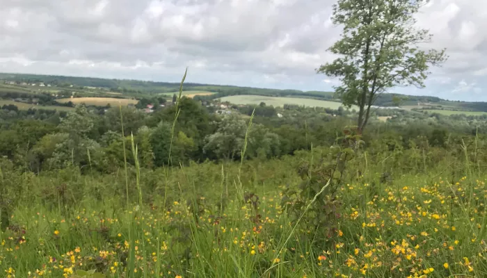 Broadham down view of wildflower meadow with countryside view below it