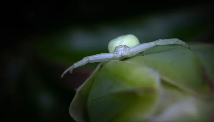 Crab spider close up sitting on some vegetation where you can see its eyes and hairs on its legs and mandibles