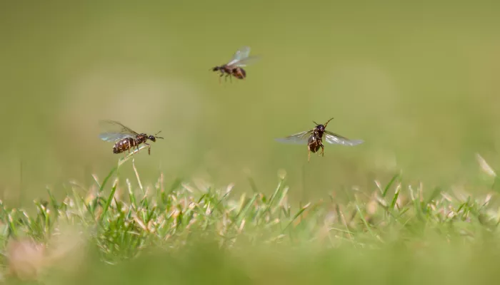 Three flying ants above short grass with a blurred background.