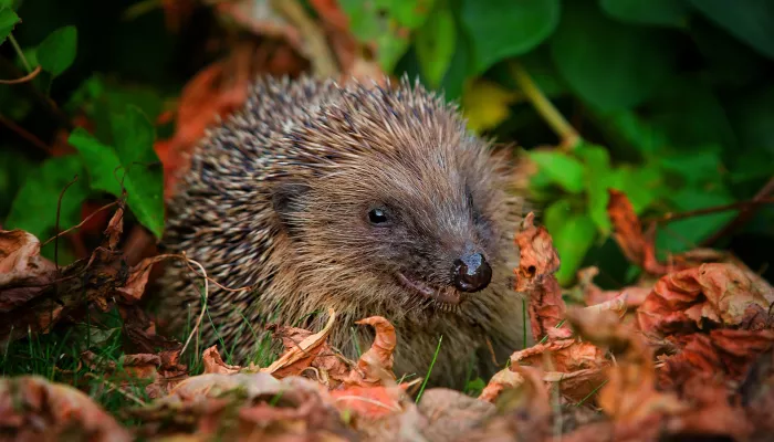 hedgehog at night in the leaf litter