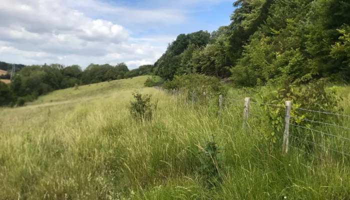 Quilters Wood grassland with fence