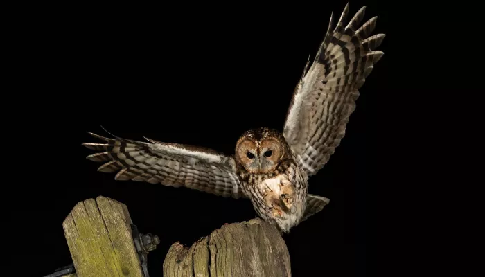 Tawny owl with wings spread as it launches into flight at night