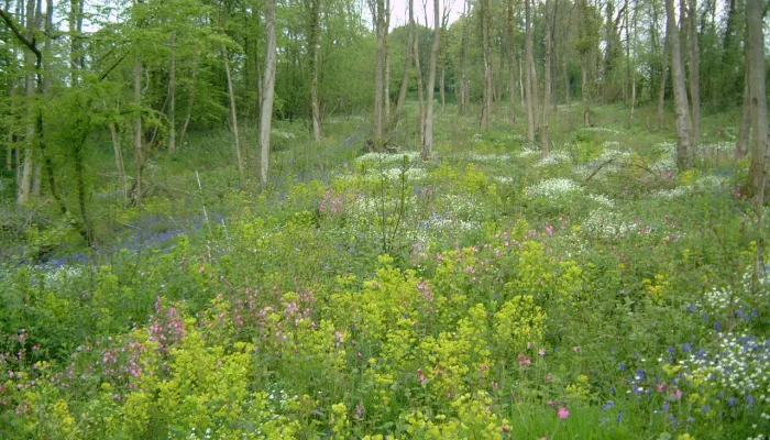 Yockletts bank showing young woodland with open light coming down to the floor carpeted by many wildflowers