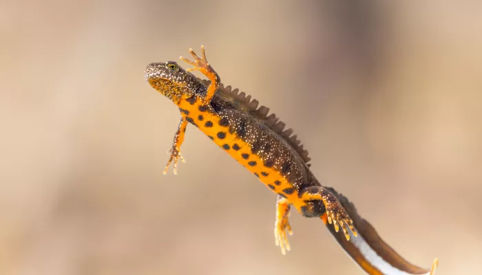 Great crested newt swimming with clear vision of its orange and black spotted underbelly